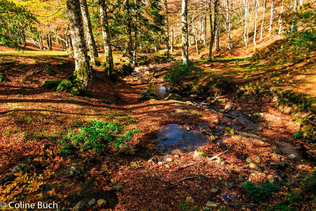 Torrent, Forêt, Iraty, forêt, Iraty, Coline Buch, guide photo, nature, la Soule, pays Basque, Aquitaine, Pyrénées, Pyrénées Atlantique, localguides