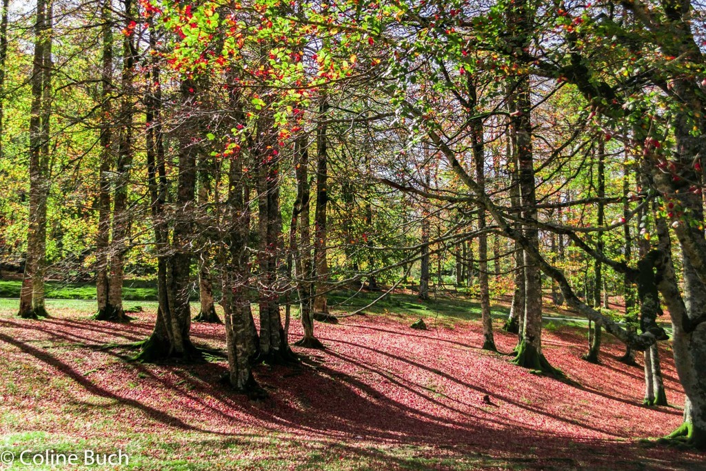 Forêt d'Iraty, forêt, Iraty, Coline Buch, guide photo, nature, la Soule, pays Basque, Aquitaine, Pyrénées, Pyrénées Atlantique, localguides