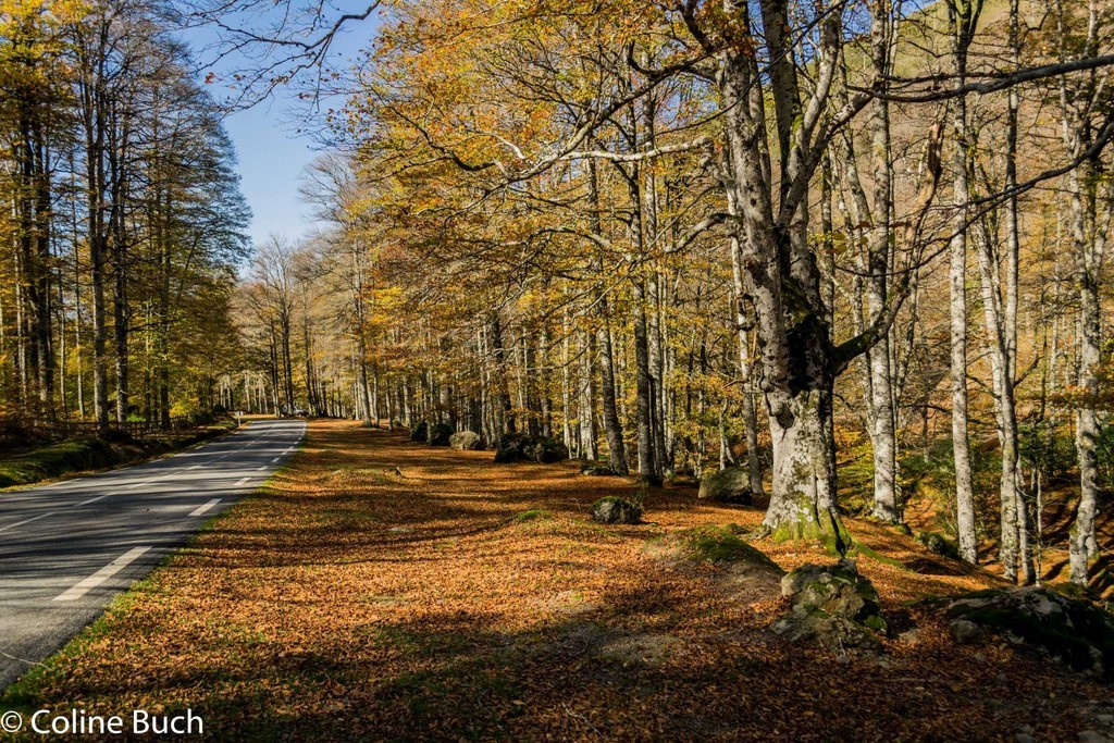 Forêt, Iraty, route, rocher, torrent,  Iraty, Coline Buch, guide photo, nature, la Soule, pays Basque, Aquitaine, Pyrénées, Pyrénées Atlantique, localguides