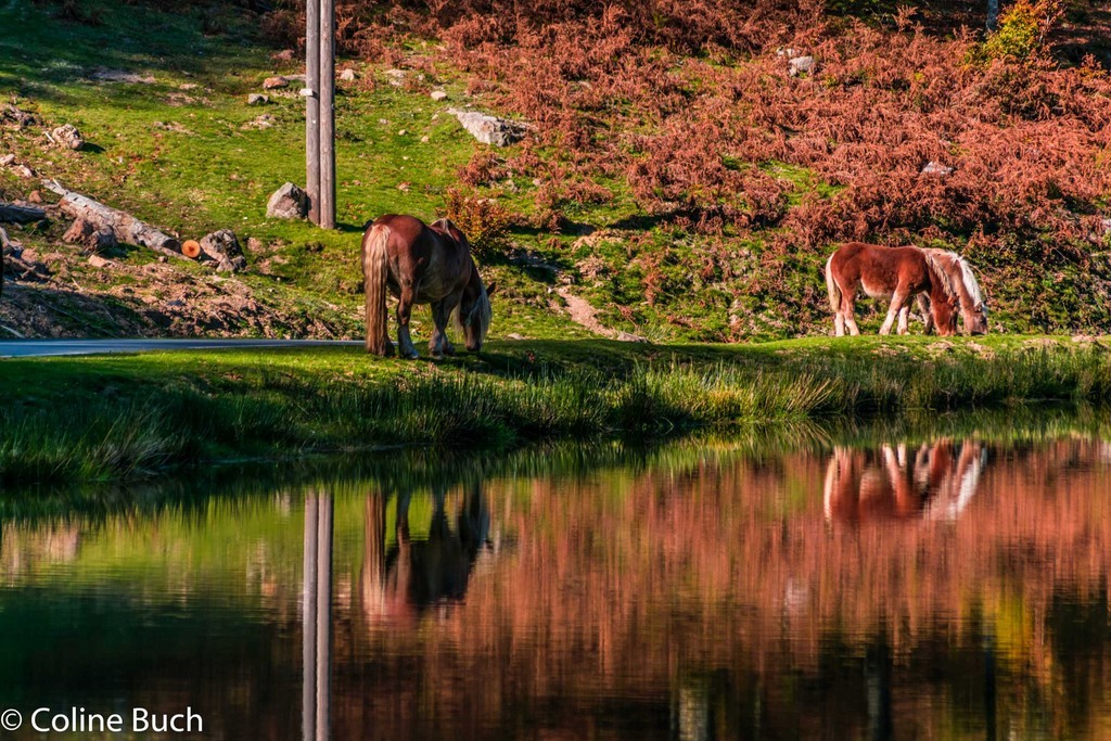 reflets, lac, chevaux, pottoks, nature, la Soule, pays Basque, Aquitaine, Pyrénées, Pyrénées Atlantique