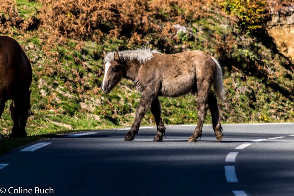 poulain, Pottok, route, chausée, traverser, danger, terre d'élevage, paturage, voiture, lac
