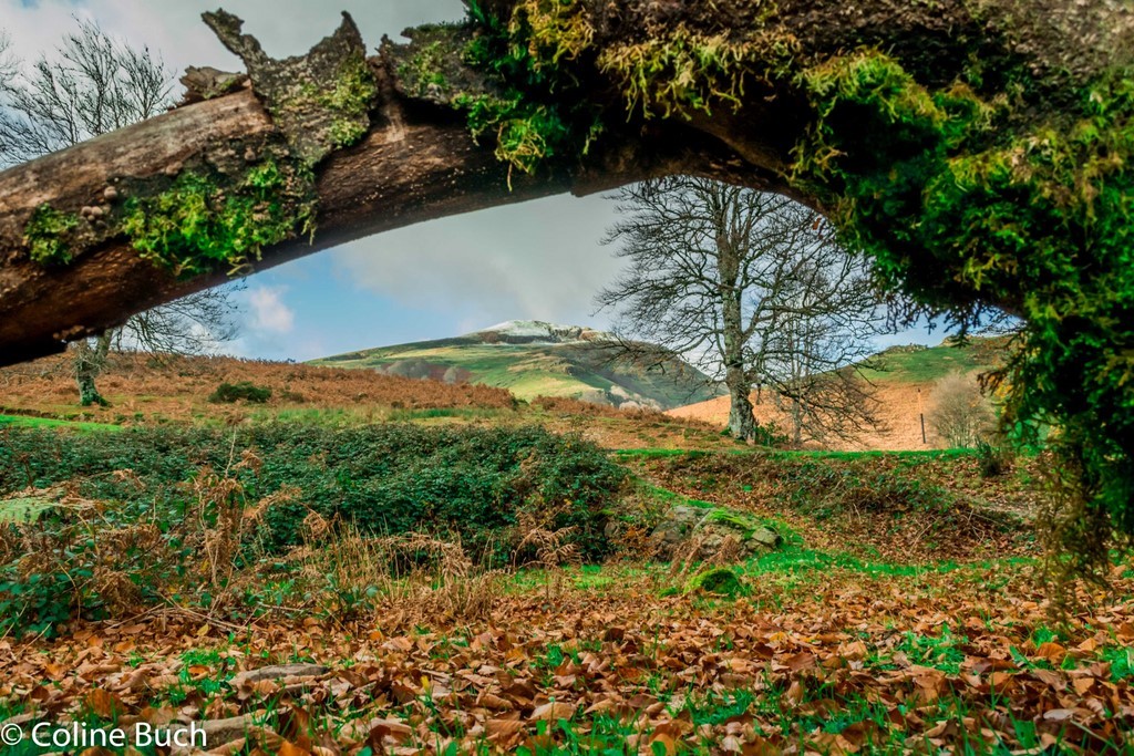 Première neige, mont, branche, arbres, forêt, Iraty, Coline Buch, guide photo, nature, la Soule, pays Basque, Aquitaine, Pyrénées, Pyrénées Atlantique, localguides