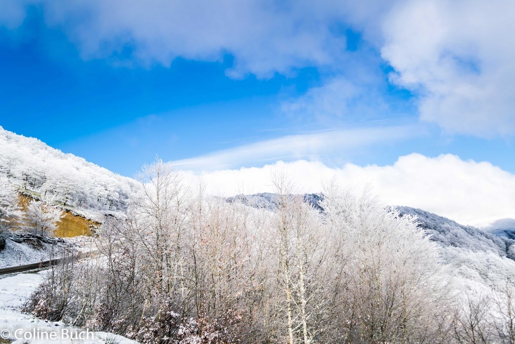 Première gelée, neige,, gele, forêt, Iraty, Coline Buch, guide photo, nature, la Soule, pays Basque, Aquitaine, Pyrénées, Pyrénées Atlantique, localguides