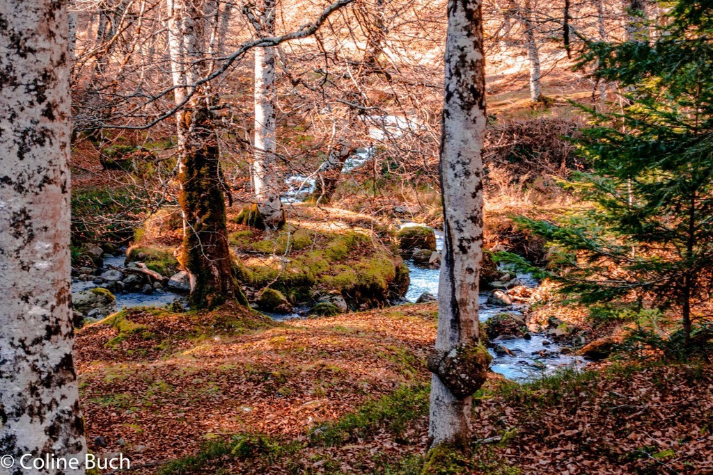 Forêt d'Iraty, arbres, mousses, lichens, cours, d'eau, torrent, forêt, Iraty, Coline Buch, guide photo, nature, la Soule, pays Basque, Aquitaine, Pyrénées, Pyrénées Atlantique, localguides
