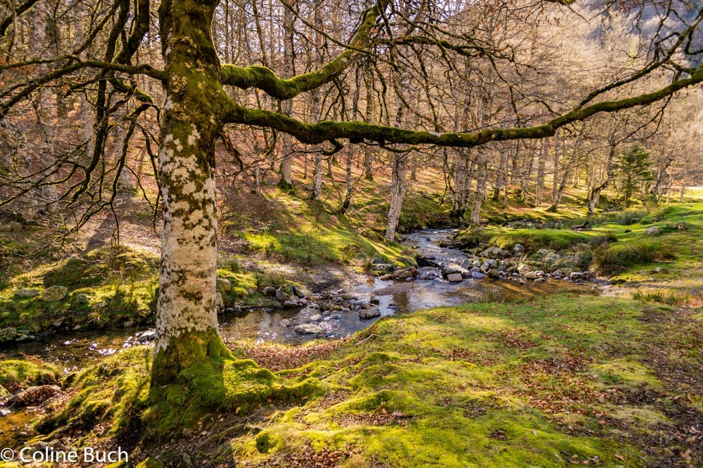 Forêt d'Iraty, torrent, Chalet, Iraty, lichens, arbres, montagne, Pyrénées, nature, Larrau, forêt, Iraty, Coline Buch, guide photo, nature, la Soule, pays Basque, Aquitaine, Pyrénées, Pyrénées Atlantique, localguides