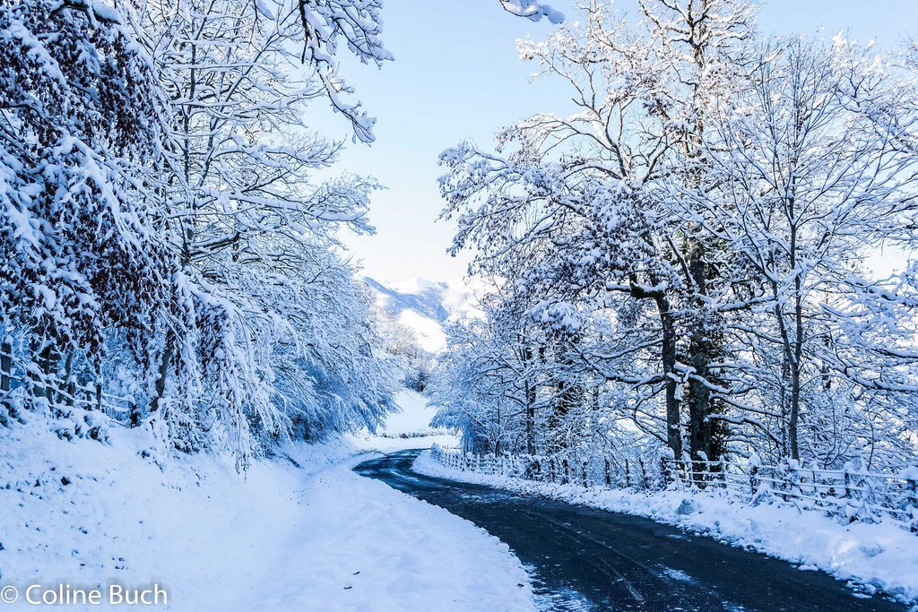 Route, port de Larrau, neige, forêt, arbres, Coline Buch