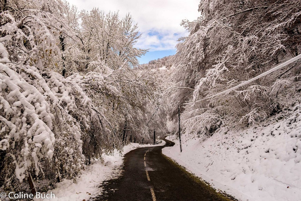 Route, port de Larrau, Coline Buch, neige, montagne, arbres, forêt, Pyrénées