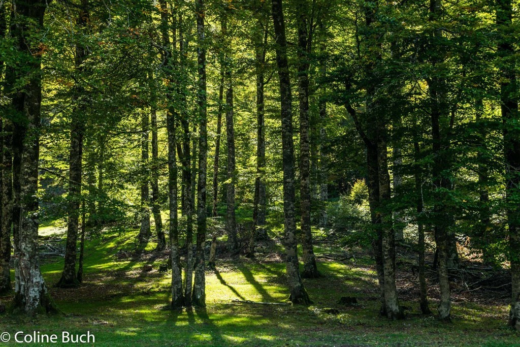  Forêt d'Iraty, été, forêt, Iraty, Coline Buch, guide photo, nature, la Soule, pays Basque, Aquitaine, Pyrénées, Pyrénées Atlantique, localguides