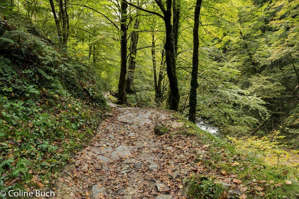 Chemin, Passerelle D'Holzarte, Passerelle, Pacours, randonnée, torrent, eau, arbres, Holzarté, passerelle, Pyrénées, pays Basque, 64, Aquitaine, gorges, la Soule