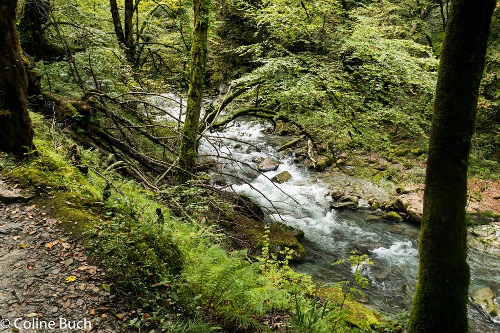 Passerelle D'Holzarte, Passerelle, Pacours, randonnée, torrent, eau, arbres, Holzarté, passerelle, Pyrénées, pays Basque, 64, Aquitaine, gorges, la Soule
