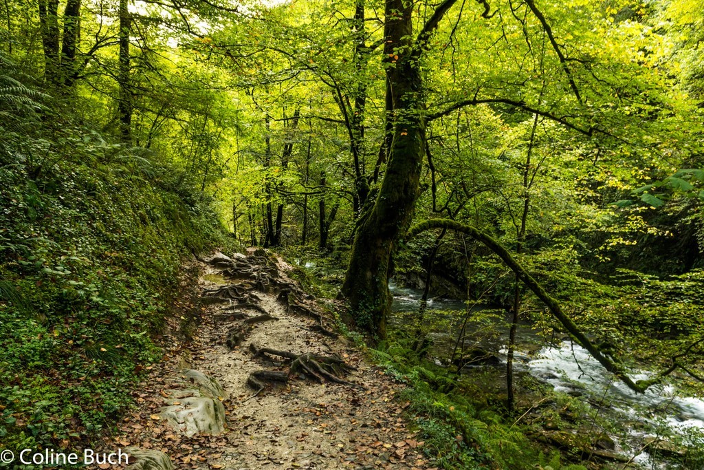 racine sur le parcours, Passerelle D'Holzarte, Passerelle, Pacours, randonnée, torrent, eau, arbres, Holzarté, passerelle, Pyrénées, pays Basque, 64, Aquitaine, gorges, la Soule
