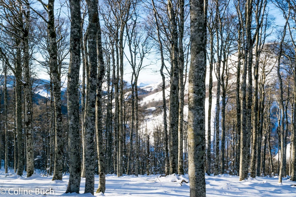 forêt, Iraty, hêtres, arbres, Larrau, la Soule, Coline Buch, Pyrénées, Pyrénées Atlantiques, France, montagne, neige, Coline, Buch